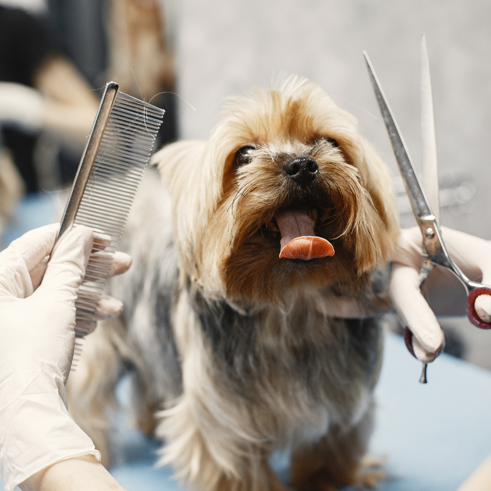 pet grooming supplies