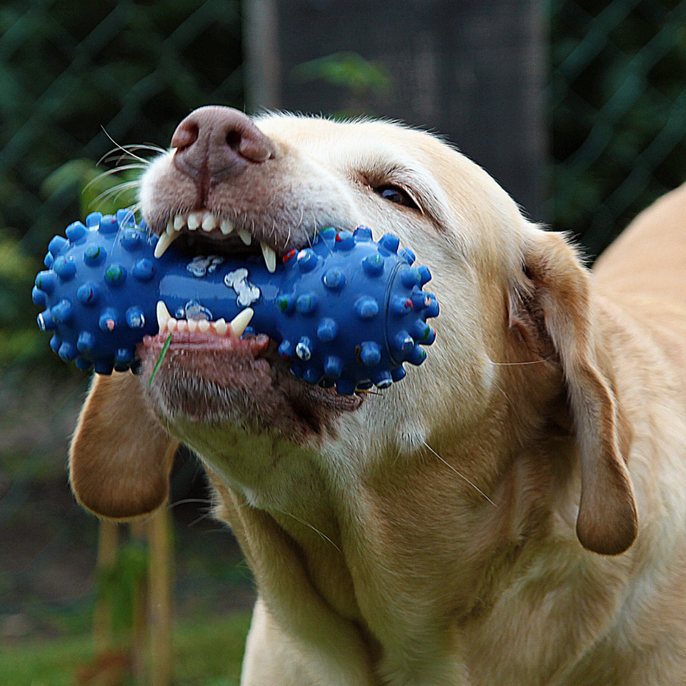 pet toys