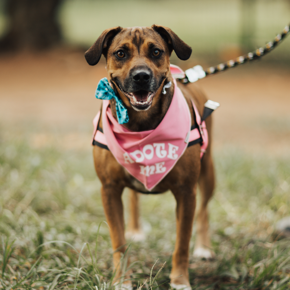 collars, leashes & harnesses