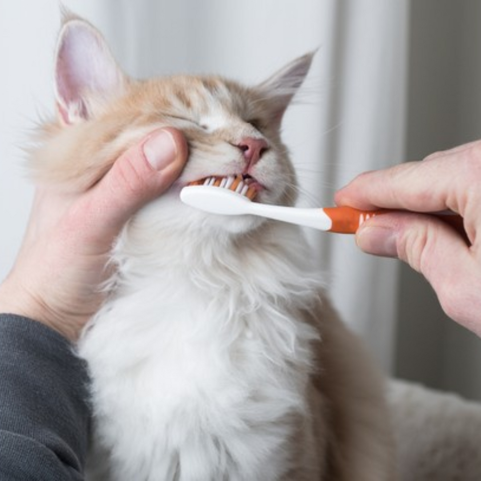 pet health & wellness products