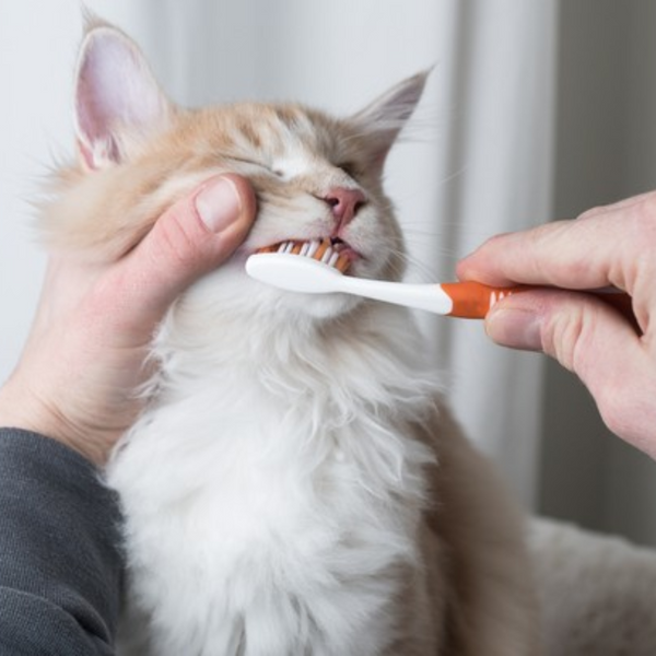 pet health & wellness products