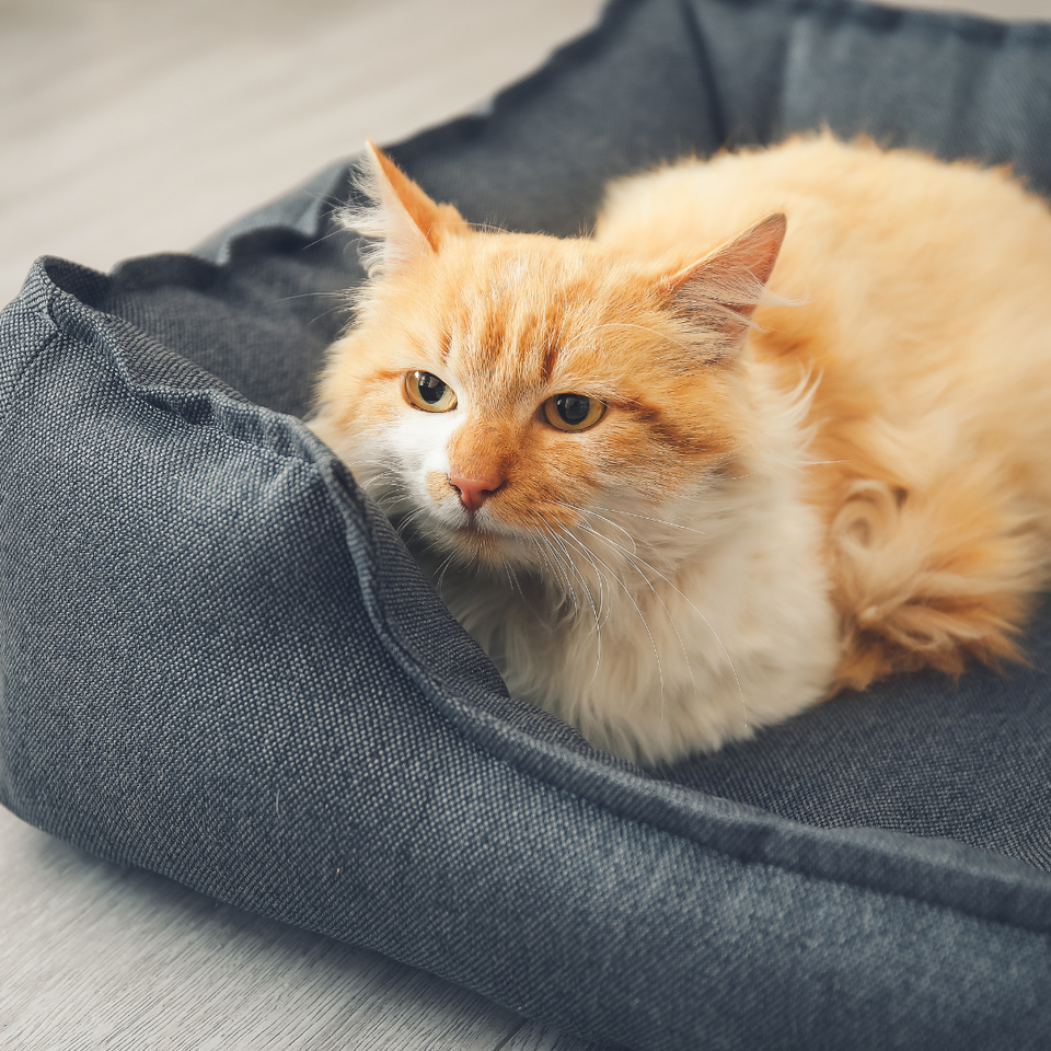 pet bedding